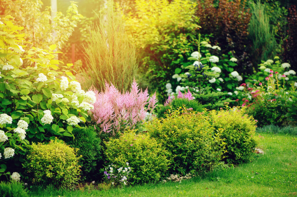 Hydrangea plants in a garden in a Maryland backyard.